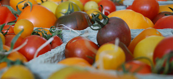 tomate7